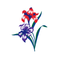 Lily Stargazer Other