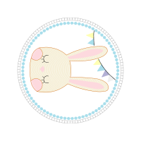 Scouting Patches Scouting Patches