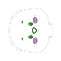 Circle People Circle People