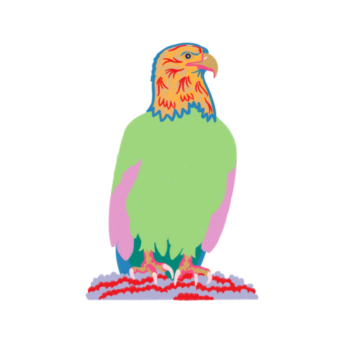 Falconiformes People Falconiformes People