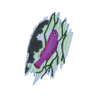 Humpback Whale People