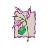 Slipper Orchids People Slipper Orchids People