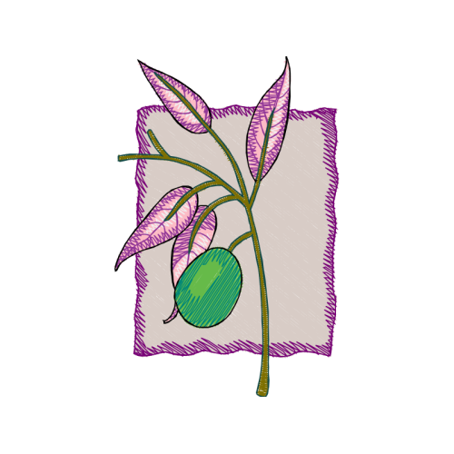 Slipper Orchids People Slipper Orchids People