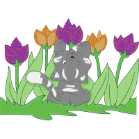 Tulipa Humilis People Tulipa Humilis People