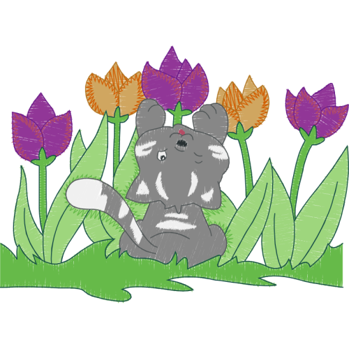 Tulipa Humilis People Tulipa Humilis People