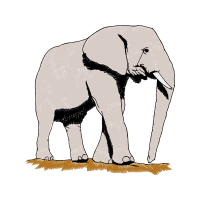 African Elephants Quotes African Elephants Quotes