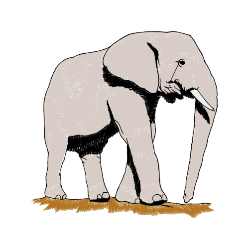 African Elephants Quotes African Elephants Quotes