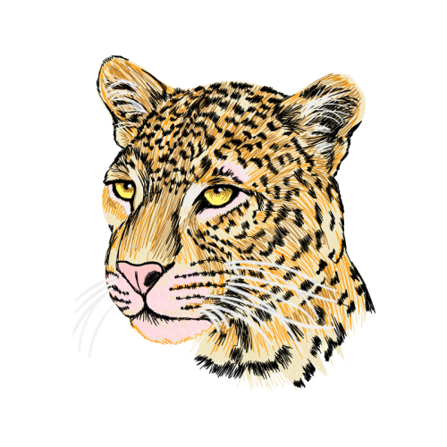 African Leopard Quotes African Leopard Quotes