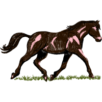 Criollo Quotes Criollo Quotes