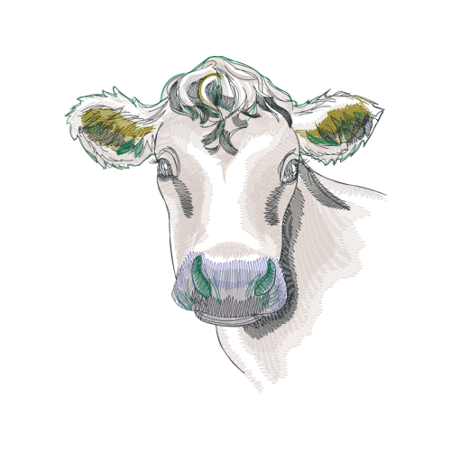 Dairy Cattle Quotes Dairy Cattle Quotes