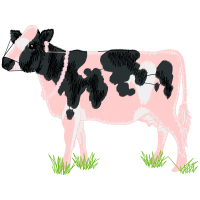 Holstein Friesian Quotes