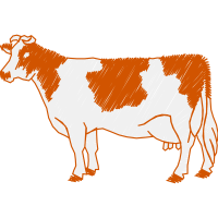 Jersey Cattle Quotes