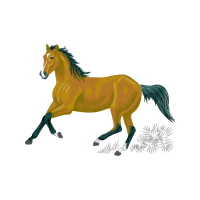 Laughing Kookaburra Quotes