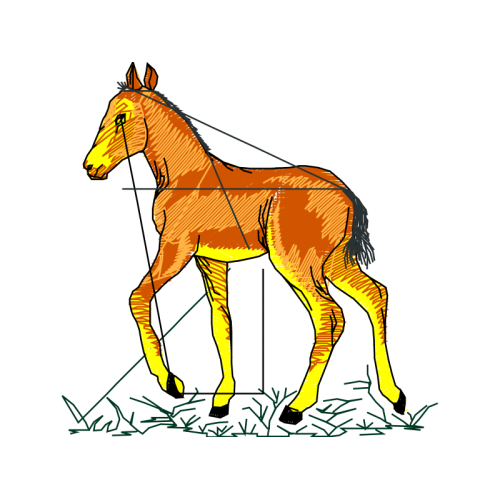 Mustang Quotes Mustang Quotes