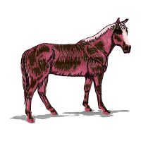 Mustang Quotes Mustang Quotes