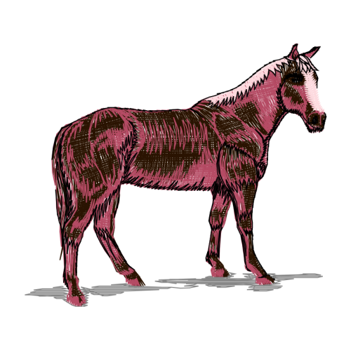 Mustang Quotes Mustang Quotes