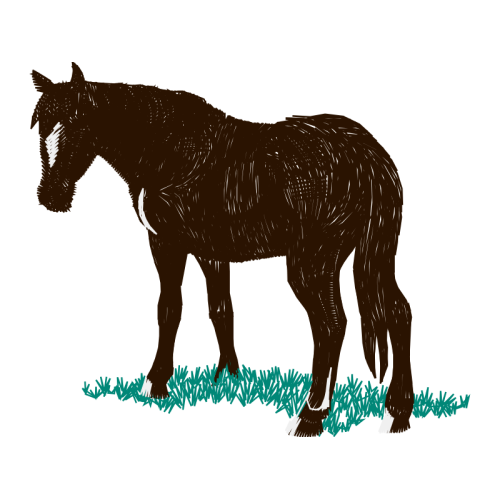 Mustang Quotes Mustang Quotes