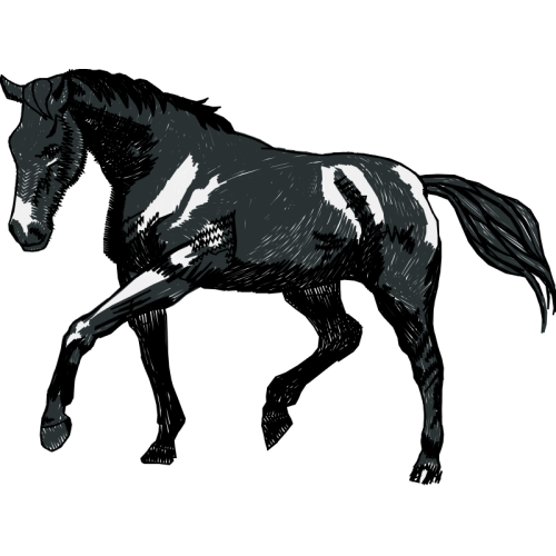 Mustang Quotes Mustang Quotes