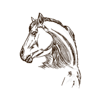 Mustang Quotes Mustang Quotes