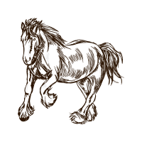 Mustang Quotes Mustang Quotes