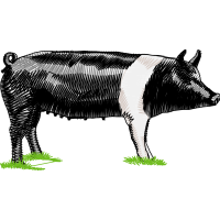 Pig Quotes Pig Quotes