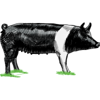 Pig Quotes Pig Quotes