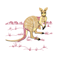 Red Kangaroo Quotes