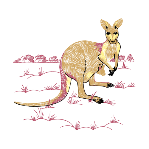 Red Kangaroo Quotes Red Kangaroo Quotes