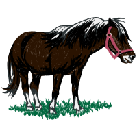 Shetland Pony Quotes Shetland Pony Quotes