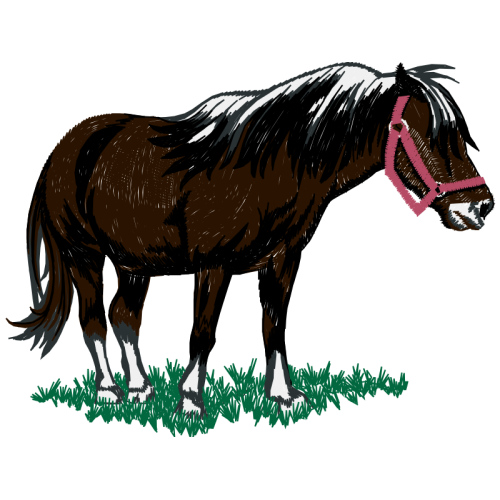 Shetland Pony Quotes Shetland Pony Quotes