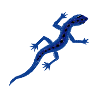 Skink Quotes Skink Quotes