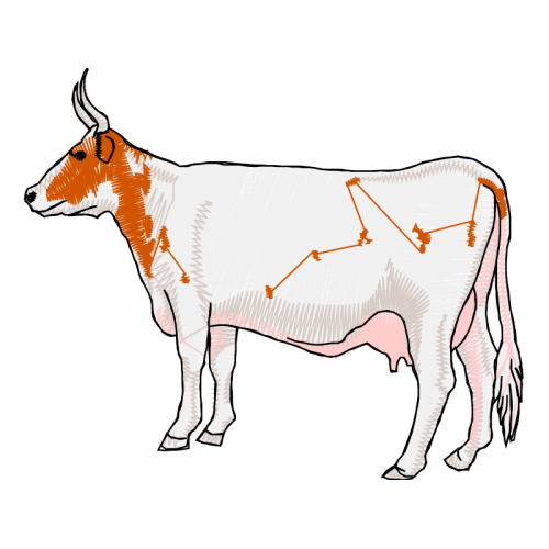 Zebu Quotes Zebu Quotes