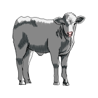 Zebu Quotes Zebu Quotes