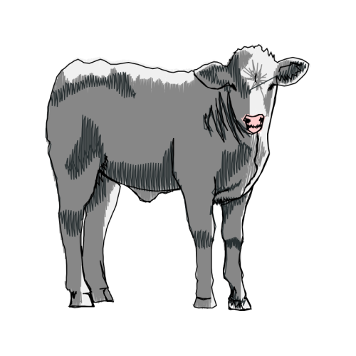 Zebu Quotes Zebu Quotes