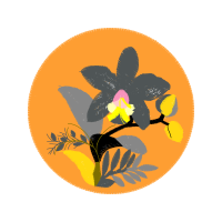 Cattleya Orchids Quotes Cattleya Orchids Quotes