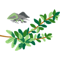 Common Chameleon Quotes