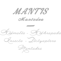 Calligraphy Quotes Calligraphy Quotes