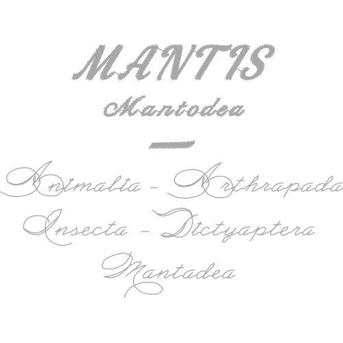 Calligraphy Quotes Calligraphy Quotes