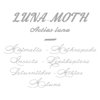 Calligraphy Quotes Calligraphy Quotes