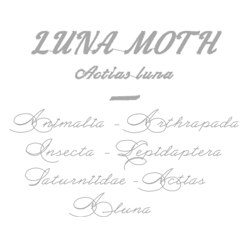 Calligraphy Quotes Calligraphy Quotes