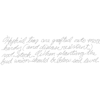 Handwriting Quotes Handwriting Quotes