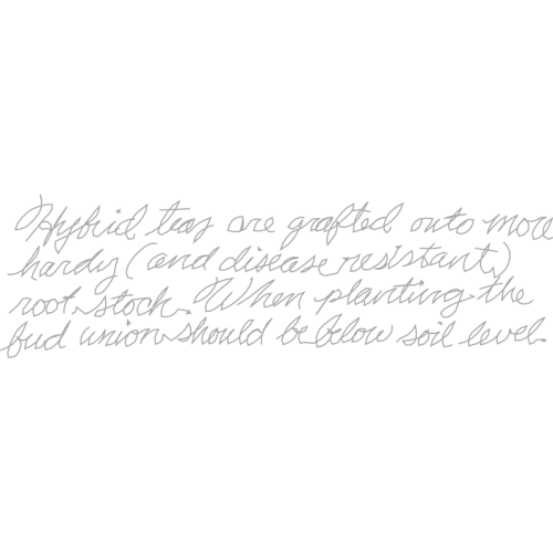 Handwriting Quotes Handwriting Quotes