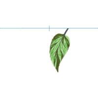 Earring Wedding Earring Wedding