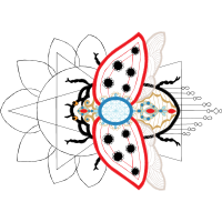 Drawing Wedding Drawing Wedding