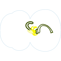 Illustration Wedding