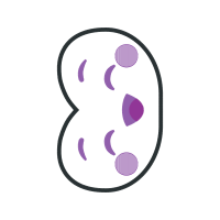 Illustration Wedding