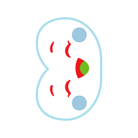 Illustration Wedding