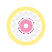 Zedbazi Wedding Zedbazi Wedding