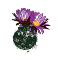 African Daisies Wedding