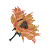 African Daisies Wedding